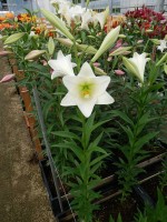 [5147 Bright Tower 18 ST No01.JPG]